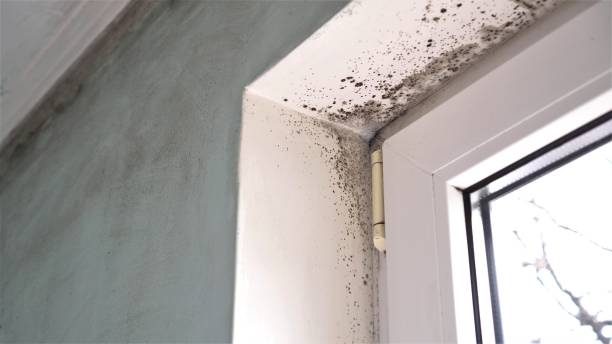Best Commercial Mold Removal  in Neillsville, WI